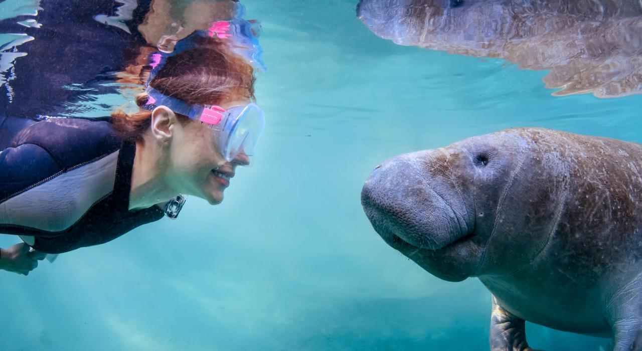 在导游的带领下，于佛罗里达州水晶河的海牛游泳之旅中与海牛进行亲密接触