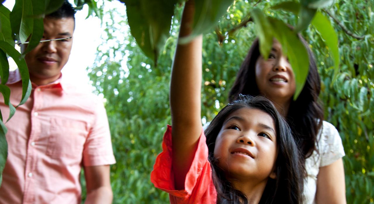 携家人到当地农场体验采摘乐趣 携家人到当地农场体验采摘乐趣
