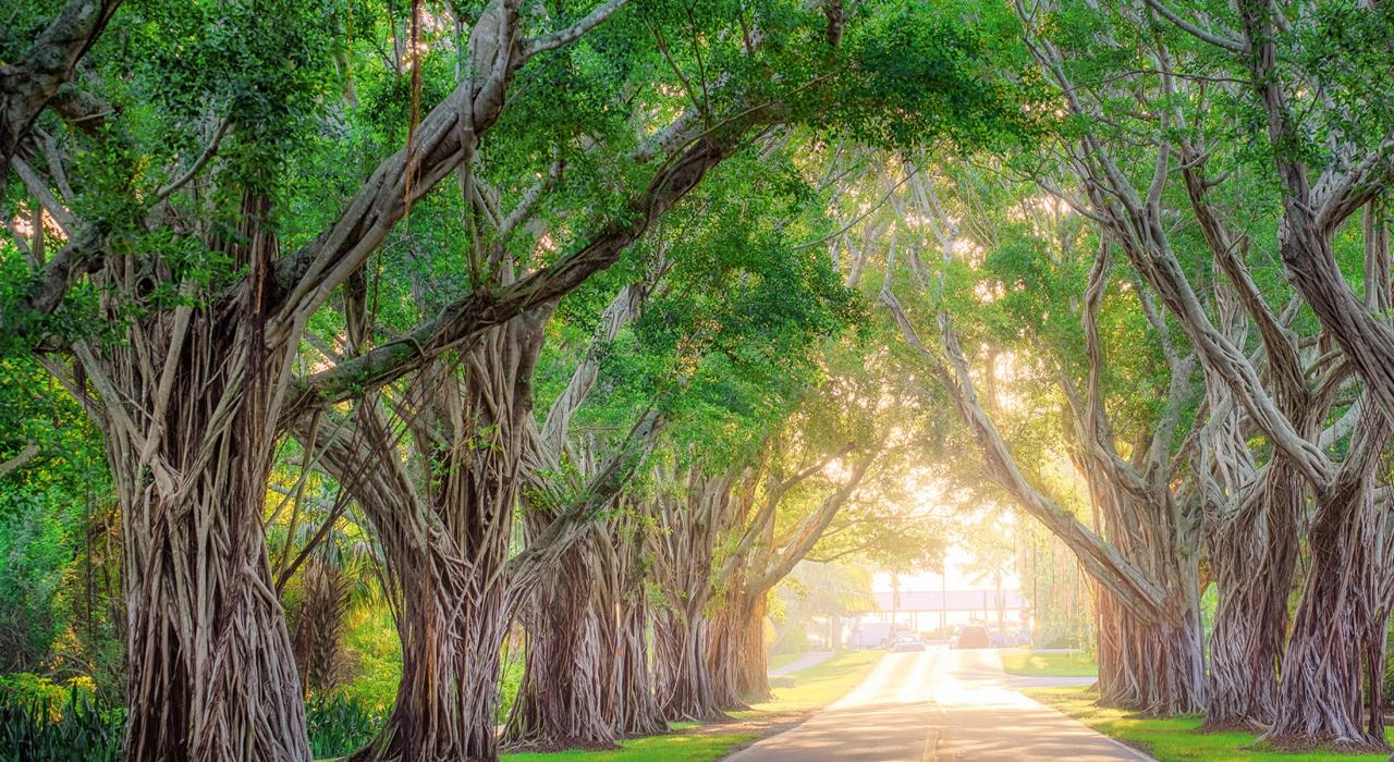 在霍布桑德 Bridge Road 路的树荫下漫游