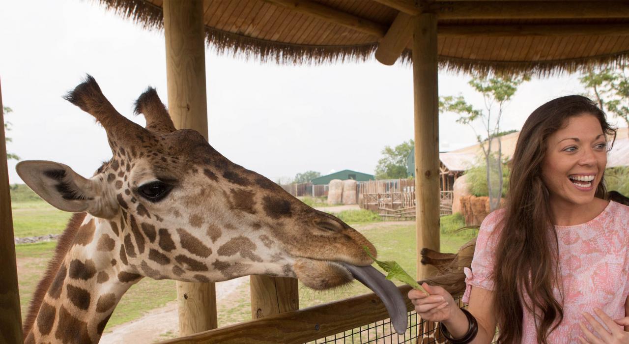 Feeding a giraffe at the Columbus Zoo and Aquarium Feeding a giraffe at the Columbus Zoo and Aquarium