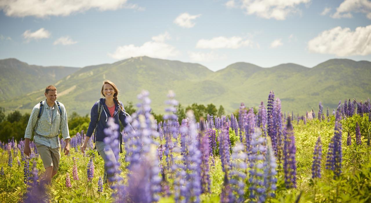 在新罕布什尔州苏格希尔附近徒步穿过一片野花地 在新罕布什尔州苏格希尔附近徒步穿过一片野花地