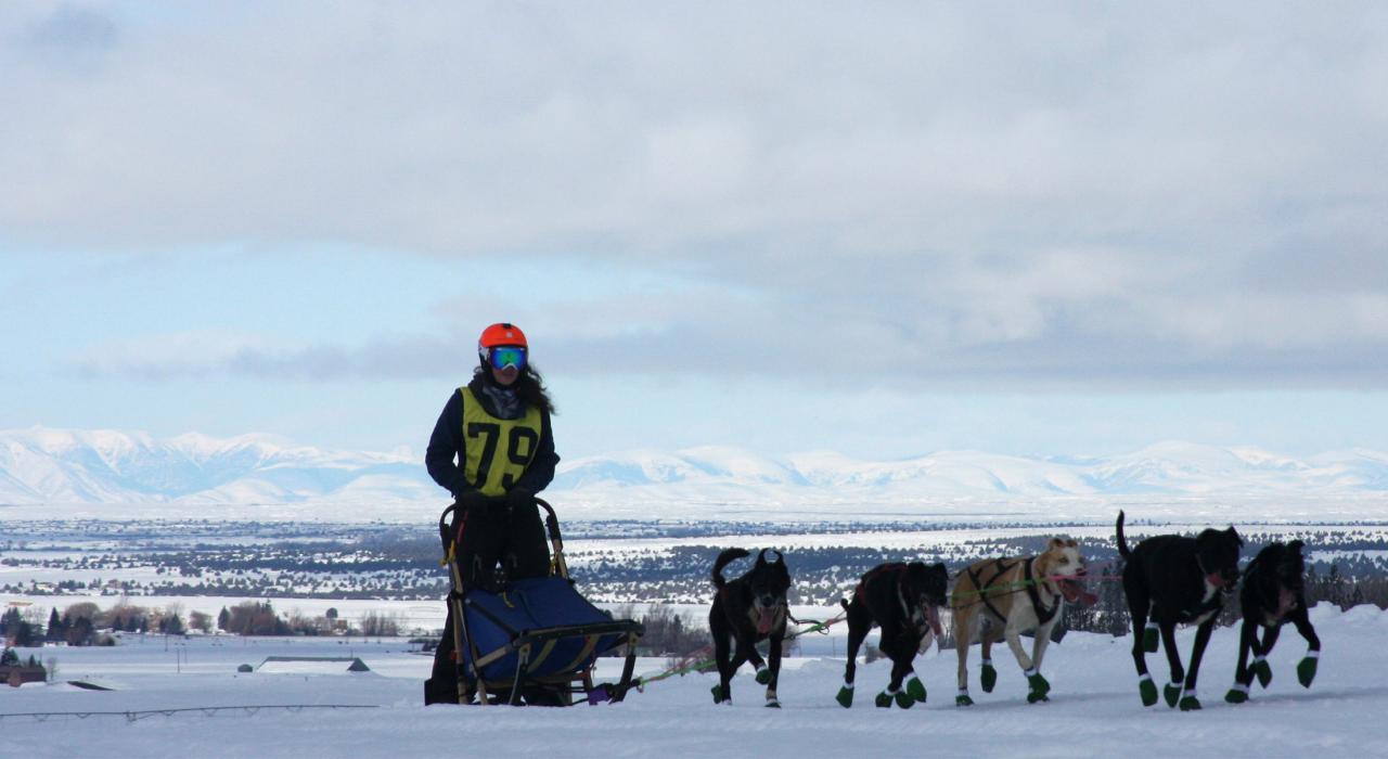 American Dog Derby 狗拉雪橇比赛期间,在雪地里滑行的竞技者 American Dog Derby 狗拉雪橇比赛期间,在雪地里滑行的竞技者