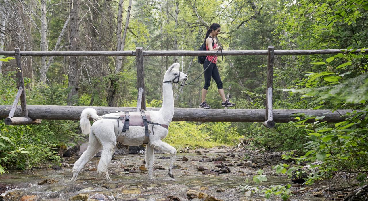 在蒙大拿州比格福克附近的天鹅山骆驼徒步之旅中穿过森林，在桥上徒步