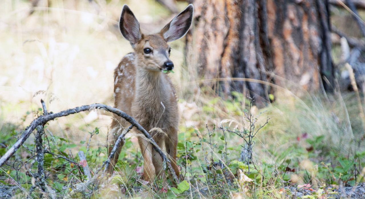 蒙大拿州弗拉特黑德湖野马岛上的一只斑点小鹿