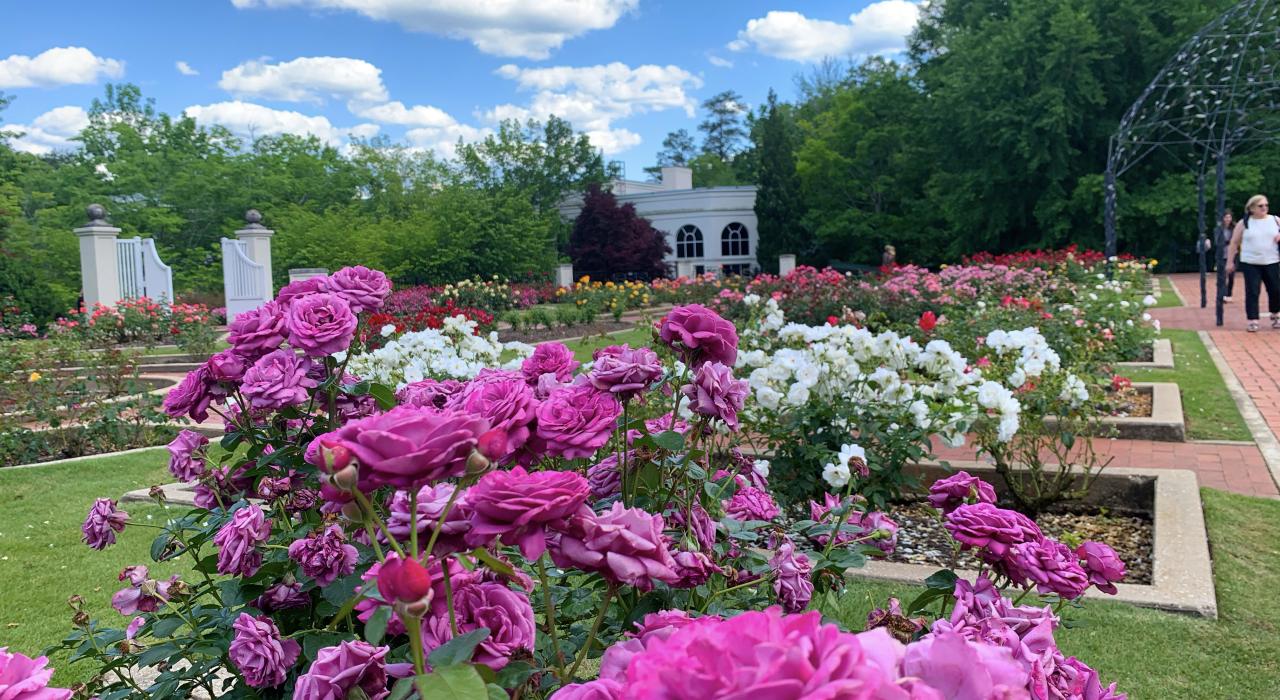 阿拉巴马州伯明翰植物园内绽放的缤纷玫瑰