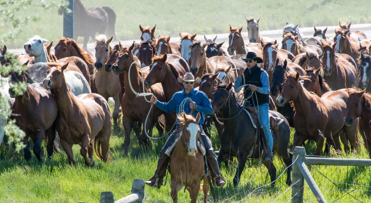 Eaton's Horse Drive 活动期间，牛仔赶着马群穿过市中心