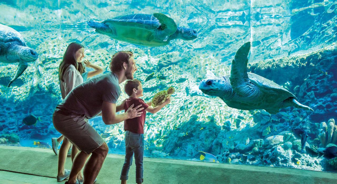 一家人在奥兰多海洋世界的救助中心观赏康复的海龟