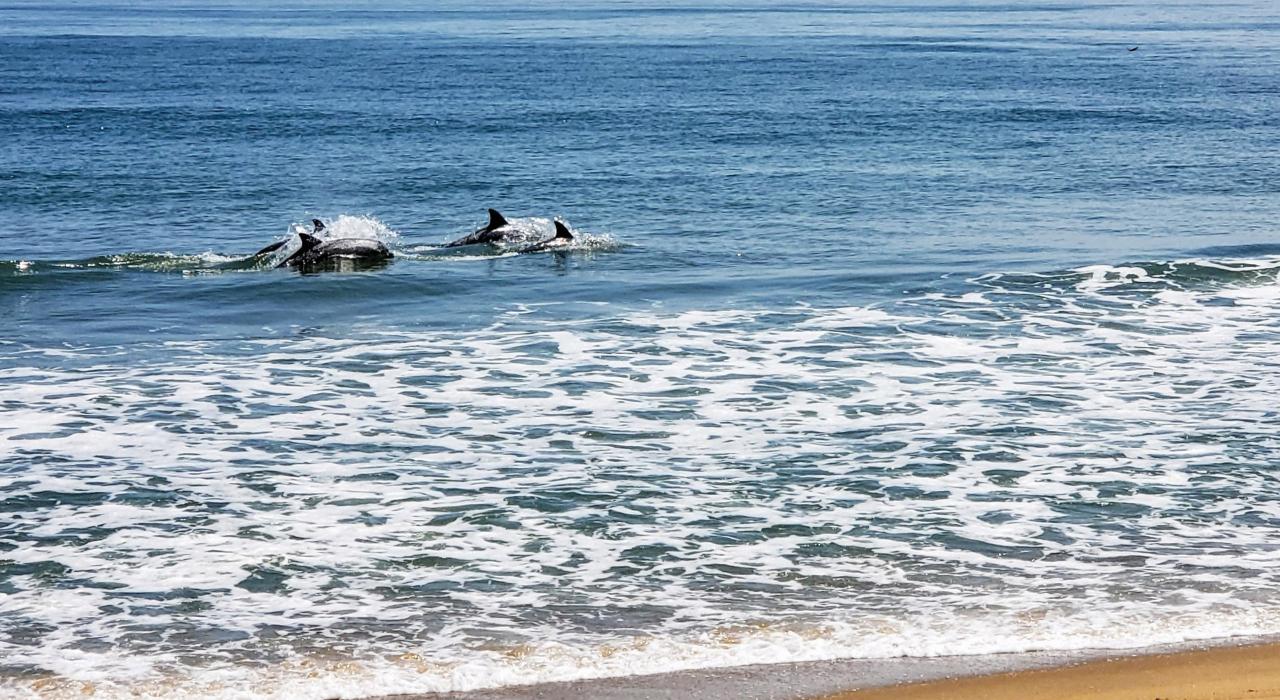 海豚在弗吉尼亚海滩附近的海浪中嬉戏 海豚在弗吉尼亚海滩附近的海浪中嬉戏