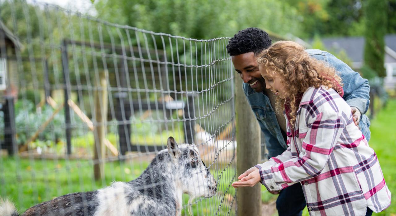 在希尔斯伯勒与农场动物亲密接触