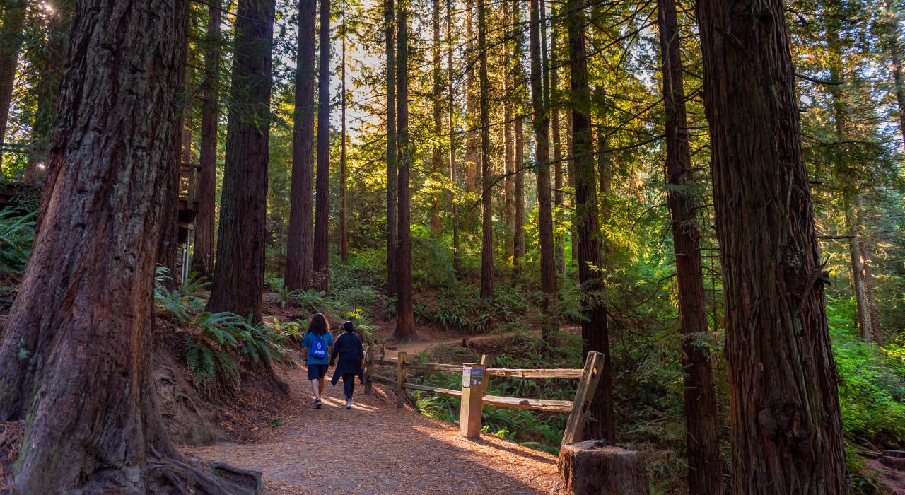 在华盛顿公园的霍伊特植物园,来一场放松身心的徒步之旅 在华盛顿公园的霍伊特植物园,来一场放松身心的徒步之旅