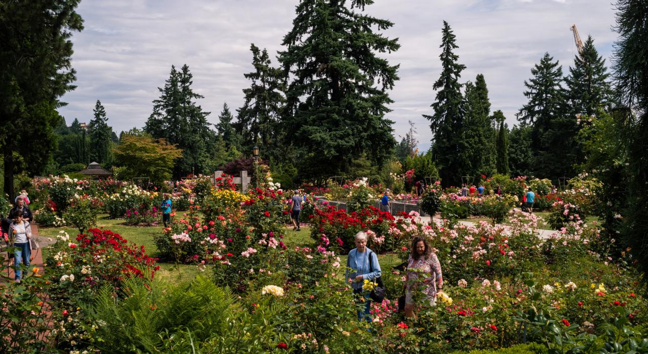 在华盛顿公园的国际玫瑰试验园,有 10,000 余株玫瑰争相盛放,涵盖 600 余种玫瑰 在华盛顿公园的国际玫瑰试验园,有 10,000 余株玫瑰争相盛放,涵盖 600 余种玫瑰