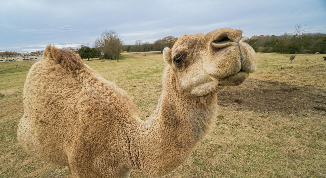 在密西西比州图珀洛的图珀洛布法罗公园和动物园内，与骆驼近距离接触
