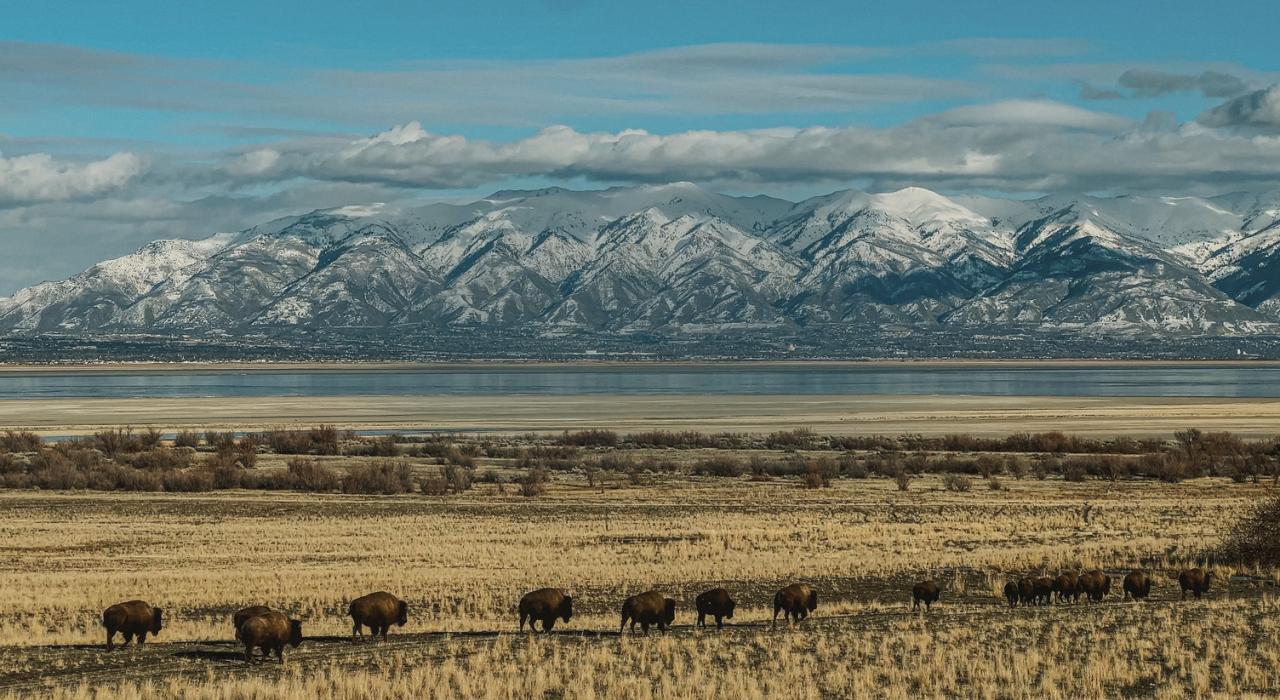 在犹他州盐湖城周边的荒野中发现野牛