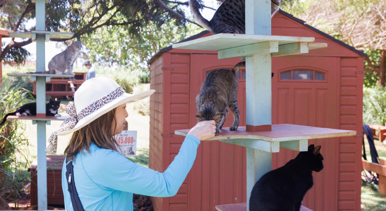 拉奈岛猫咪救助中心