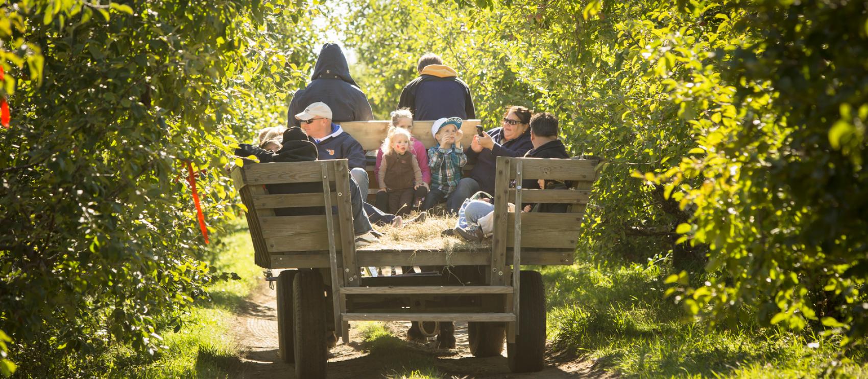 一家人到汉普顿福尔斯的 Applecrest Farm 农场采摘苹果
