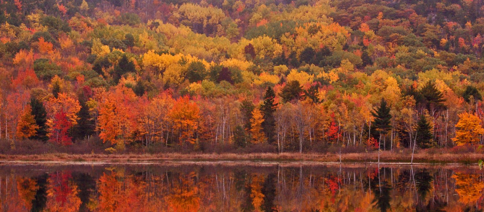 阿卡迪亚国家公园内飘落的树叶