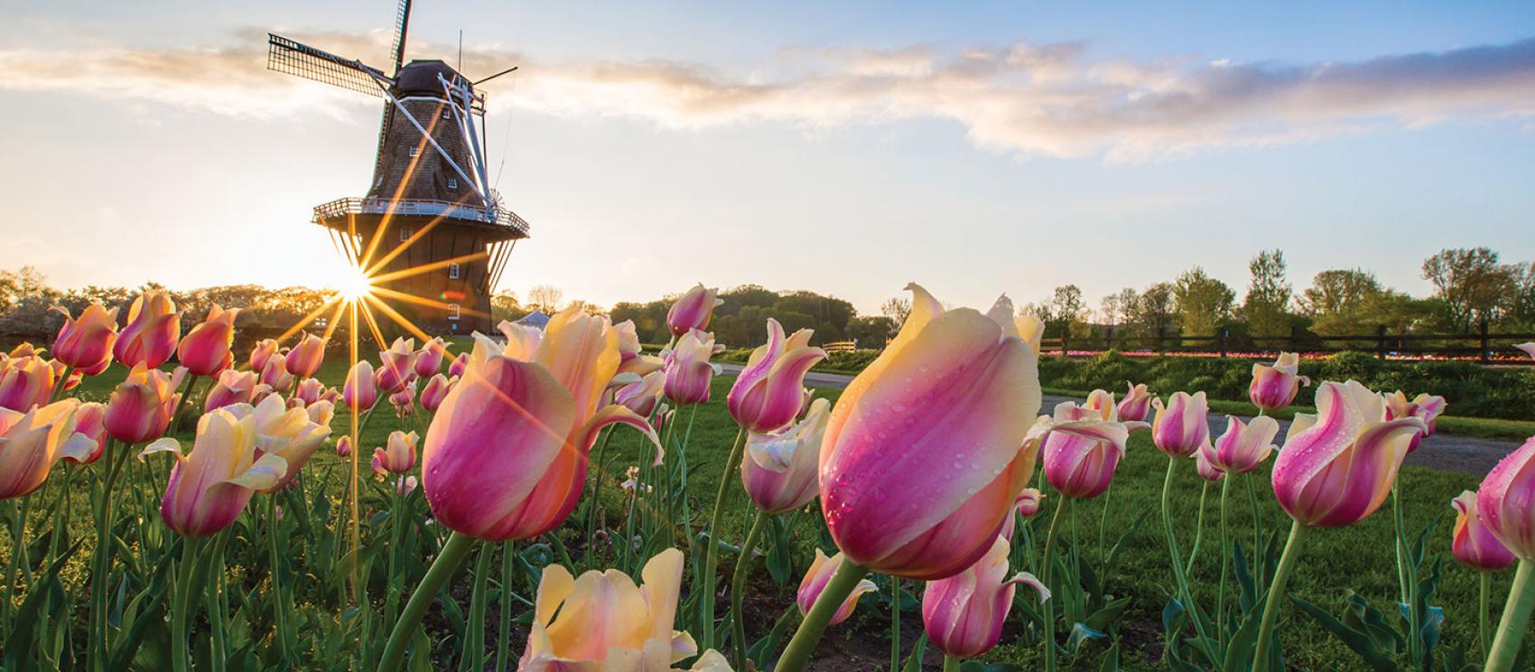 阳光透过荷兰镇郁金香田野上的风车