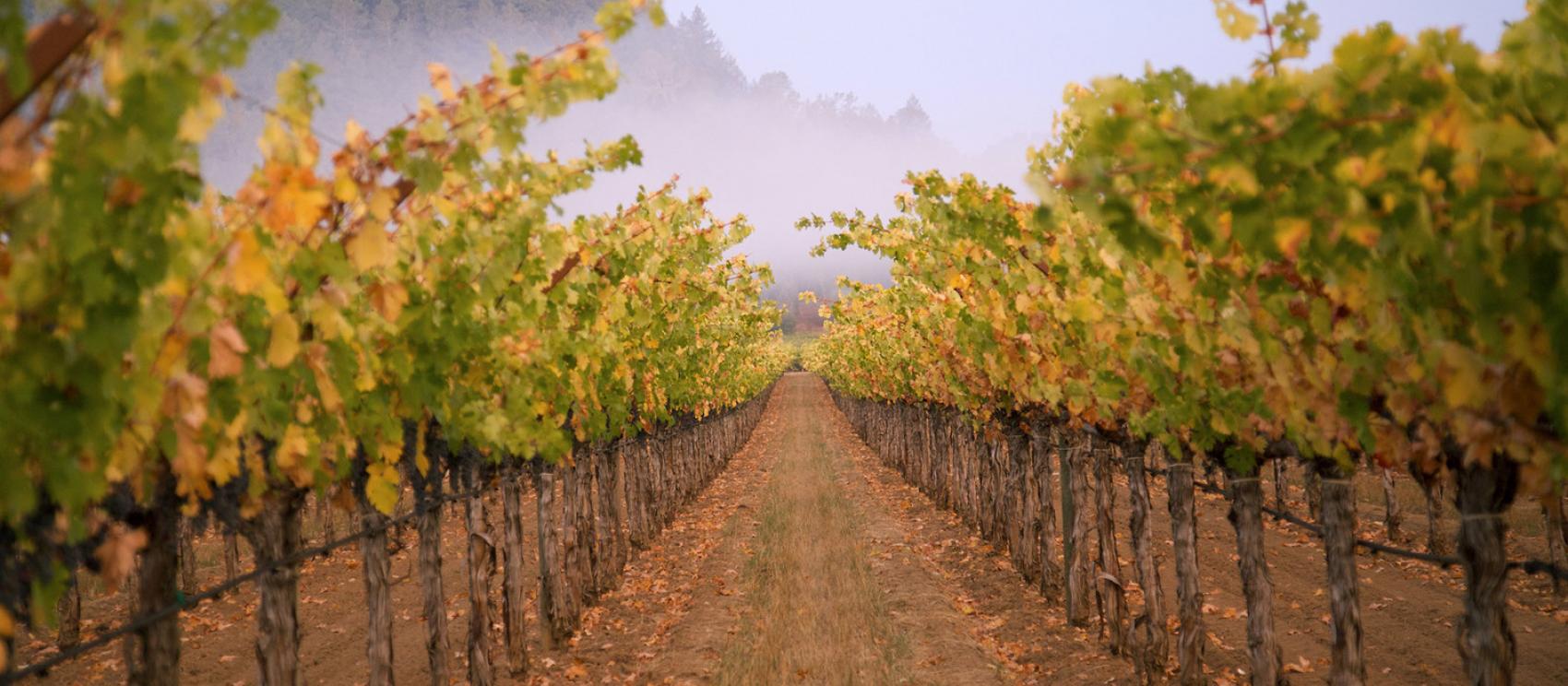 在纳帕山谷的杜克霍恩酒庄俯瞰一排葡萄树 在纳帕山谷的杜克霍恩酒庄俯瞰一排葡萄树