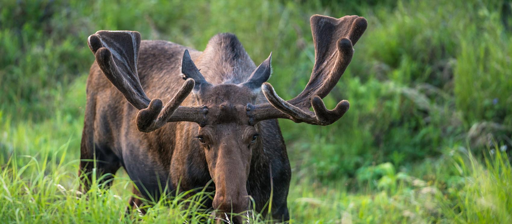 一只驼鹿沐浴在安克雷奇的晴朗阳光下