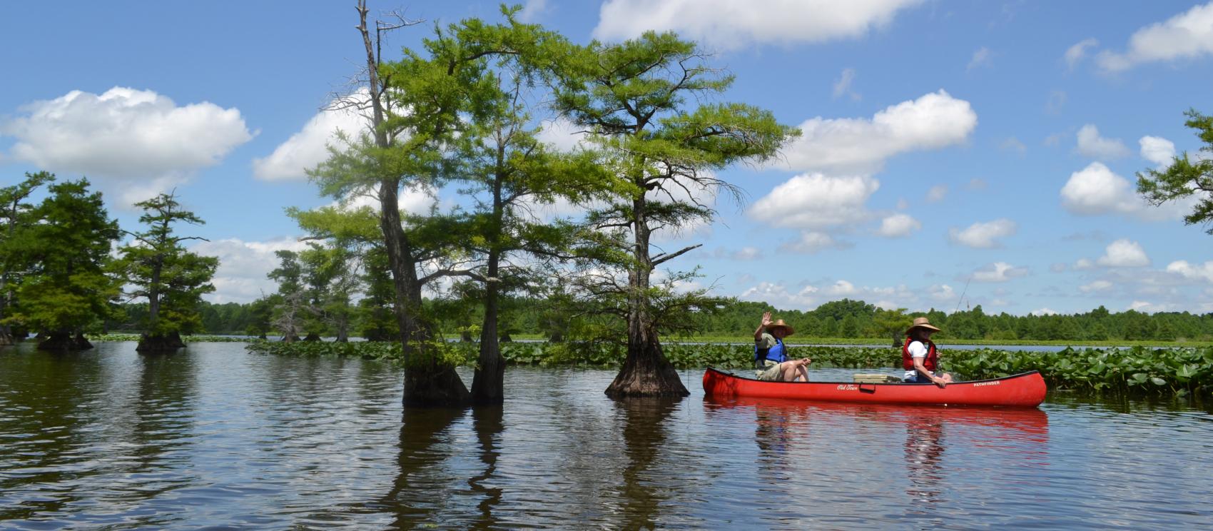在蒂普顿维的 Reelfoot Lake State Park 州立公园泛舟游览