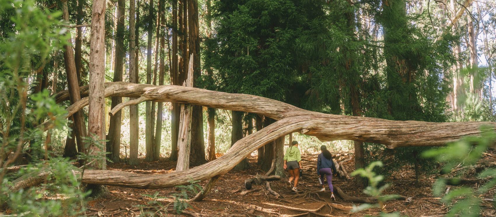在毛伊岛哈雷阿卡拉国家公园里徒步